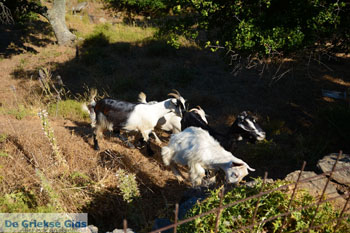 Pera Meria | Overal eikenbomen | Kea (Tzia) foto 6 - Foto van https://www.grieksegids.nl/fotos/kea-tzia/normaal/kea-tzia-griekenland-207.jpg