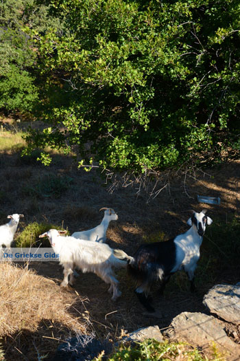Pera Meria | Overal eikenbomen | Kea (Tzia) foto 7 - Foto van https://www.grieksegids.nl/fotos/kea-tzia/normaal/kea-tzia-griekenland-208.jpg