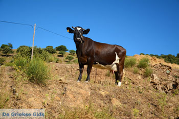 Onderweg van Pera Meria naar Kato Meria | Kea (Tzia) Foto 4 - Foto van https://www.grieksegids.nl/fotos/kea-tzia/normaal/kea-tzia-griekenland-212.jpg
