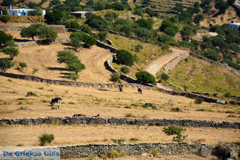 Onderweg naar Kato Meria | Kea (Tzia) foto 3 - Foto van https://www.grieksegids.nl/fotos/kea-tzia/normaal/kea-tzia-griekenland-238.jpg