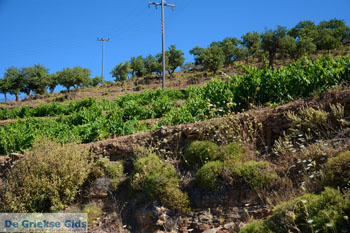Onderweg naar Kato Meria | Kea (Tzia) foto 5 - Foto van https://www.grieksegids.nl/fotos/kea-tzia/normaal/kea-tzia-griekenland-240.jpg