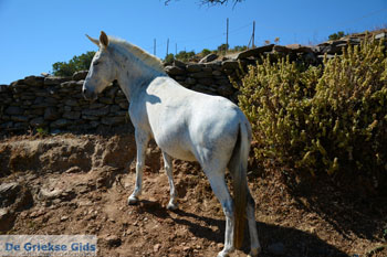 Onderweg naar Kato Meria | Kea (Tzia) foto 10 - Foto van https://www.grieksegids.nl/fotos/kea-tzia/normaal/kea-tzia-griekenland-245.jpg