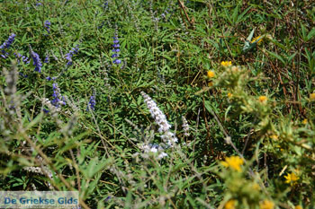 Karthaia in Kato Meria | Kea (Tzia) | De Griekse Gids nr 39 - Foto van https://www.grieksegids.nl/fotos/kea-tzia/normaal/kea-tzia-griekenland-311.jpg