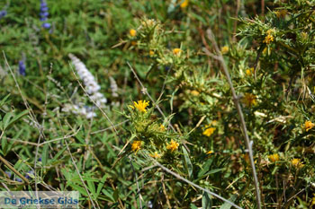 Karthaia in Kato Meria | Kea (Tzia) | De Griekse Gids nr 40 - Foto van https://www.grieksegids.nl/fotos/kea-tzia/normaal/kea-tzia-griekenland-312.jpg