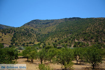 Pisses | Kea (Tzia) | Griekenland 12 - Foto van https://www.grieksegids.nl/fotos/kea-tzia/normaal/kea-tzia-griekenland-373.jpg