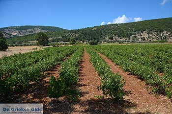 Robola Kefalonia - 2 - Foto van https://www.grieksegids.nl/fotos/kefalonia/350pix/robola-kefalonia-002.jpg