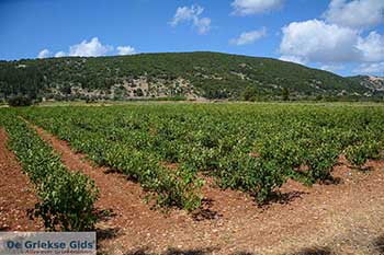 Robola Kefalonia - 3 - Foto van https://www.grieksegids.nl/fotos/kefalonia/350pix/robola-kefalonia-003.jpg