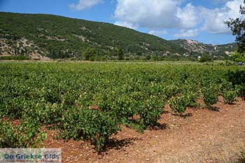 Robola Kefalonia - 4 - Foto van https://www.grieksegids.nl/fotos/kefalonia/350pix/robola-kefalonia-004.jpg