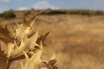 GriechenlandWeb Kiato - Sykiona | Korinthe  Peloponessos | Foto 72 - Foto Marcel Fens