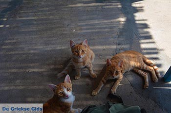 Markos beach - Eiland Kos -  Foto 29 - Foto van https://www.grieksegids.nl/fotos/kos/markos-beach/normaal/markos-beach-kos-029.jpg