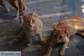 Markos beach - Eiland Kos -  Foto 30 - Foto van https://www.grieksegids.nl/fotos/kos/markos-beach/normaal/markos-beach-kos-030.jpg
