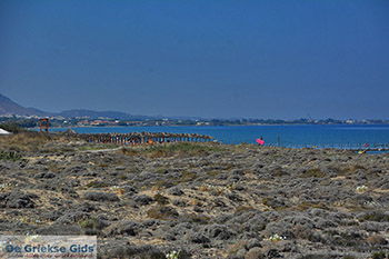 Tigaki Kos - Eiland Kos foto 7 - Foto van https://www.grieksegids.nl/fotos/kos/tigaki/normaal/tigaki-kos-007.jpg