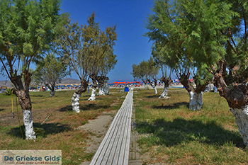 Tigaki Kos - Eiland Kos foto 49 - Foto van https://www.grieksegids.nl/fotos/kos/tigaki/normaal/tigaki-kos-049.jpg