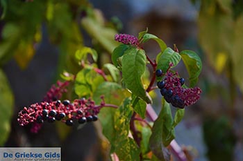 Bergdorp Zia - Eiland Kos -  Foto 9 - Foto van https://www.grieksegids.nl/fotos/kos/zia/normaal/zia-kos-009.jpg