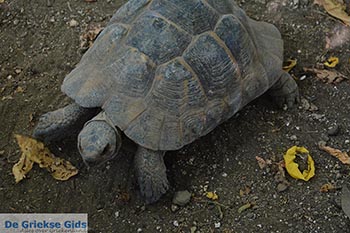 Bergdorp Zia - Eiland Kos -  Foto 40 - Foto van https://www.grieksegids.nl/fotos/kos/zia/normaal/zia-kos-040.jpg