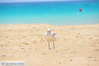 Koufonisi - Eilanden Koufonissia | Cycladen | De Griekse Gids | nr 99 - Foto van https://www.grieksegids.nl/fotos/koufonissia/normaal/eilanden-koufonissia-099.jpg