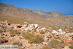 GriechenlandWeb Xerokambos Lassithi Kreta - Foto GriechenlandWeb.de
