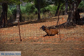 Agia Triada Tzagarolon Kreta - Departement Chania - Foto 3 - Foto van https://www.grieksegids.nl/fotos/kreta/agia-triada-tzagarolon/normaal/agia-triada-tzagarolon-kreta-003.jpg