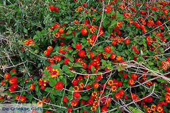 Chania stad Kreta - Departement Chania - Foto 5 - Foto van https://www.grieksegids.nl/fotos/kreta/chania-stad/normaal/chania-stad-kreta-005.jpg