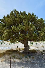 Elafonisi Kreta - Departement Chania - Foto 50 - Foto van De Griekse Gids