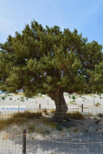Elafonisi Kreta - Departement Chania - Foto 50 - Foto van https://www.grieksegids.nl/fotos/kreta/elafonisi/normaal/elafonisi-kreta-050.jpg