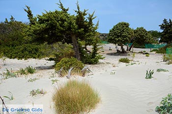 Elafonisi Kreta - Departement Chania - Foto 51 - Foto van https://www.grieksegids.nl/fotos/kreta/elafonisi/normaal/elafonisi-kreta-051.jpg