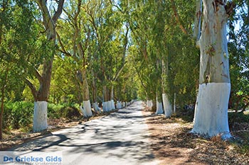 Georgioupolis Kreta - Departement Chania - Foto 29 - Foto van https://www.grieksegids.nl/fotos/kreta/georgioupolis/normaal/georgioupolis-kreta-029.jpg