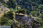 GriechenlandWeb Imbros Schlucht Chania Kreta - Foto GriechenlandWeb.de