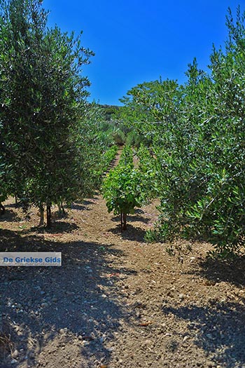 Katalagari Kreta - Departement Heraklion - Foto 1 - Foto van https://www.grieksegids.nl/fotos/kreta/katalagari/normaal/katalagari-kreta-001.jpg