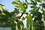 Foto Heraklion Kreta Kreta GriechenlandWeb - Foto GriechenlandWeb.de