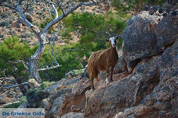 Koudoumas Kreta - Departement Heraklion - Foto 34 - Foto van https://www.grieksegids.nl/fotos/kreta/koudoumas/normaal/koudoumas-kreta-034.jpg