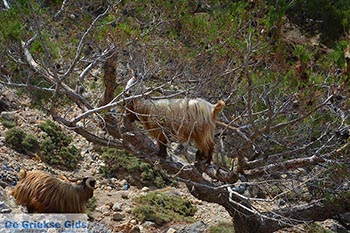 Koudoumas Kreta - Departement Heraklion - Foto 85 - Foto van https://www.grieksegids.nl/fotos/kreta/koudoumas/normaal/koudoumas-kreta-085.jpg