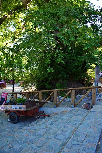 Krasi Kreta - Departement Heraklion - Foto 10 - Foto van https://www.grieksegids.nl/fotos/kreta/krasi/normaal/krasi-kreta-010.jpg