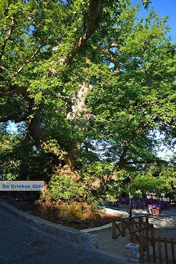 Krasi Kreta - Departement Heraklion - Foto 12 - Foto van https://www.grieksegids.nl/fotos/kreta/krasi/normaal/krasi-kreta-012.jpg