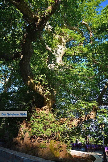 Krasi Kreta - Departement Heraklion - Foto 14 - Foto van https://www.grieksegids.nl/fotos/kreta/krasi/normaal/krasi-kreta-014.jpg