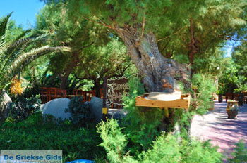 Damnoni | Rethymnon Kreta | Foto 38 - Foto van https://www.grieksegids.nl/fotos/kreta/normaal/kreta-grieksegids-0340.jpg