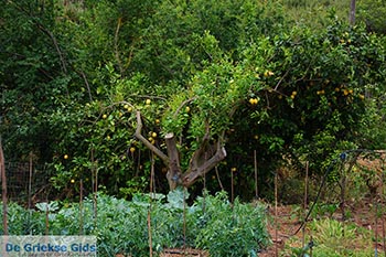 Varipetro Kreta - Departement Chania - Foto 17 - Foto van https://www.grieksegids.nl/fotos/kreta/varipetro/normaal/varipetro-kreta-017.jpg