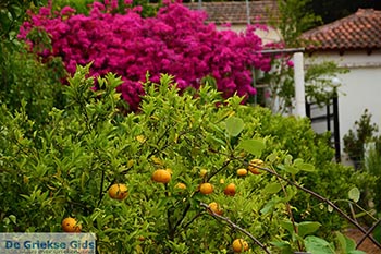 Varipetro Kreta - Departement Chania - Foto 24 - Foto van https://www.grieksegids.nl/fotos/kreta/varipetro/normaal/varipetro-kreta-024.jpg