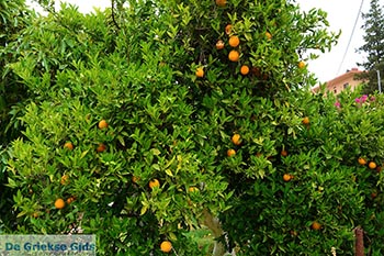 Varipetro Kreta - Departement Chania - Foto 26 - Foto van https://www.grieksegids.nl/fotos/kreta/varipetro/normaal/varipetro-kreta-026.jpg