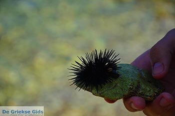 Haven Spilia Spartochori - Meganisi eiland bij Lefkas - Foto 4 - Foto van https://www.grieksegids.nl/fotos/lefkas/meganisi/normaal/meganisi-004.jpg