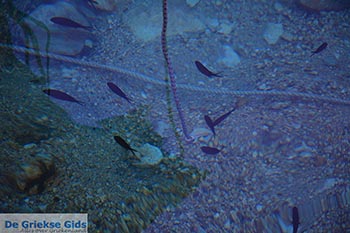 Spartochori Meganisi eiland bij Lefkas - Foto 19 - Foto van https://www.grieksegids.nl/fotos/lefkas/meganisi/normaal/meganisi-019.jpg