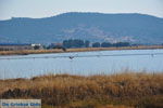 GriechenlandWeb Bucht Kalloni Lesbos | Griechenland | GriechenlandWeb.de 3 - Foto GriechenlandWeb.de