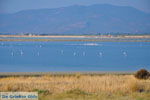 GriechenlandWeb Bucht Kalloni Lesbos | Griechenland | GriechenlandWeb.de 10 - Foto GriechenlandWeb.de