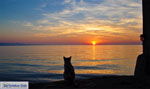 GriechenlandWeb Kat geniet van zonsondergang in Molyvos | Lesbos - Foto GriechenlandWeb.de