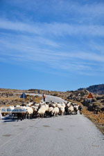 Schapen en schaapherders bij Sigri | Lesbos Grikenland | Foto 4 - Foto van De Griekse Gids