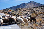 Schapen en schaapherders bij Sigri | Lesbos Grikenland | Foto 5 - Foto van De Griekse Gids