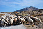 Schapen en schaapherders bij Sigri | Lesbos Grikenland | Foto 6 - Foto van De Griekse Gids