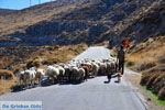 GriechenlandWeb.de Schapen und schaapherders Sigri | Lesbos Grikenland | Foto 7 - Foto GriechenlandWeb.de