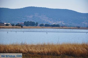 Baai Kalloni Lesbos | Griekenland 1 - Foto van https://www.grieksegids.nl/fotos/lesbos/normaal/lesbos-griekenland-192.jpg
