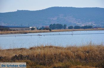 Baai Kalloni Lesbos | Griekenland 2 - Foto van https://www.grieksegids.nl/fotos/lesbos/normaal/lesbos-griekenland-193.jpg